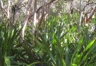 Sugarloaf NSWnative-gardens-11.jpg; ?>